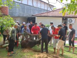 Batalyon B Pelopor Satbrimob Polda Kaltim Gelar Sholat Idul Adha dan Kurban 10 Ekor Sapi