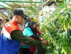 Panen Sayur dari Lorong Kota, Pertamina Dorong Urban Farming Ramah Lingkungan di Balikpapan